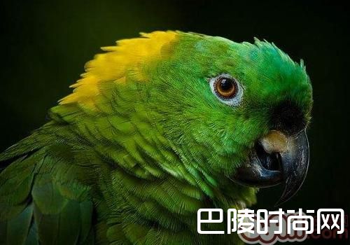 黄颈亚马逊鹦鹉