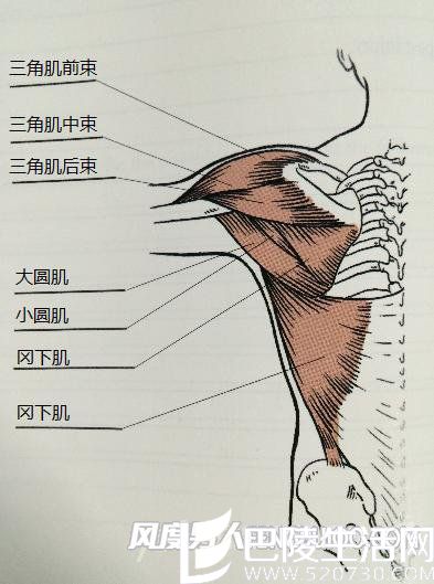 三角肌图解